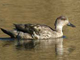 grey duck patagonian crested duck